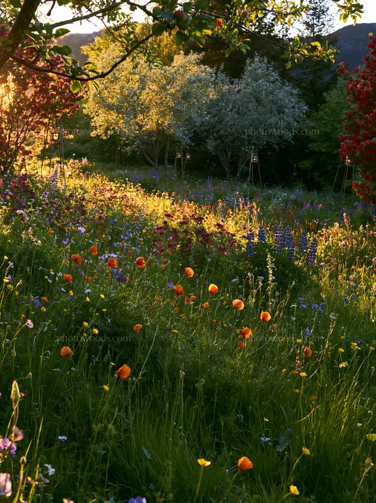 Apple tree meadow in Lofoten with lanterns at sunset - AI-generated stock image