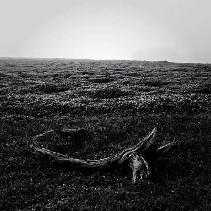 Black and white chiba coastal climate meadow driftwood in the foreground - AI-generated stock image