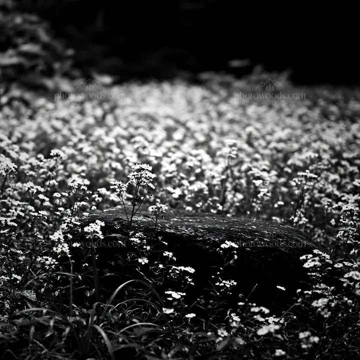 Hiroshima rainy meadow with smooth rock in the foreground - AI-generated stock image