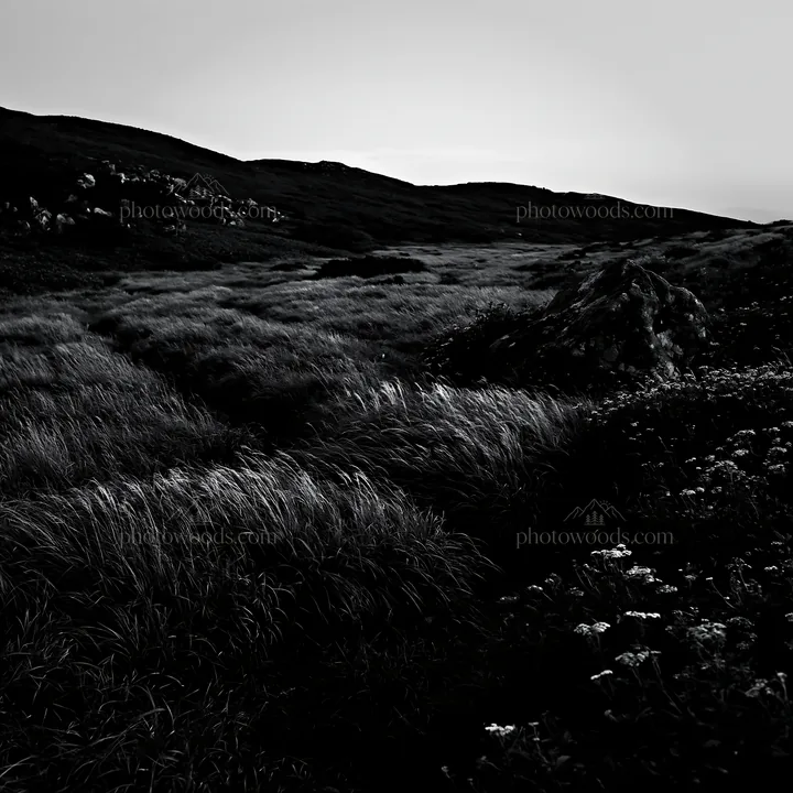 Black and white aomori climate resilient meadow with boulder at dusk - AI-generated stock image