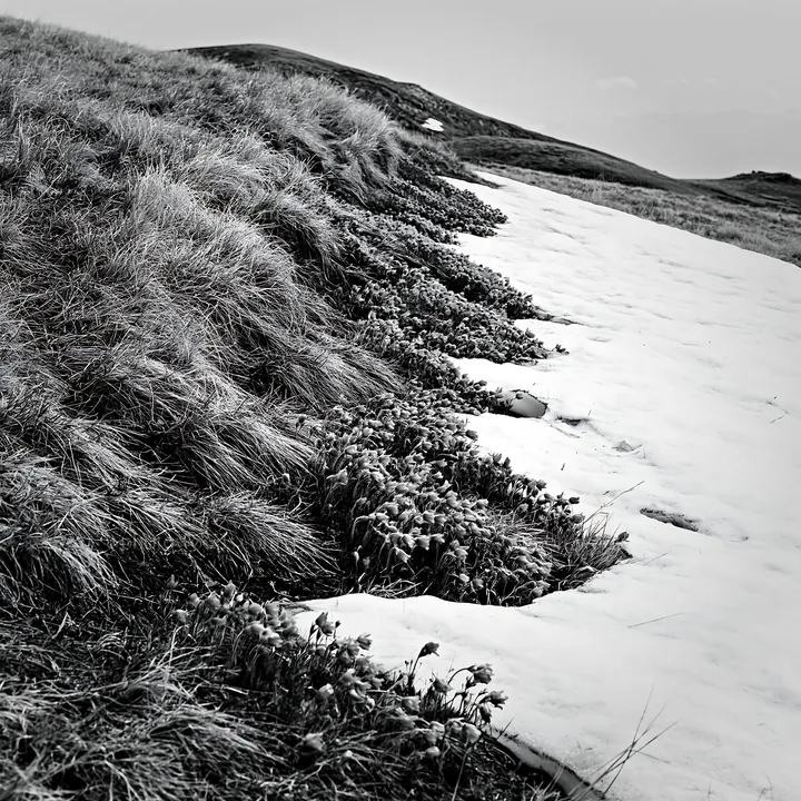 Snowy foothills with grass and flowers in winter - AI-generated stock image