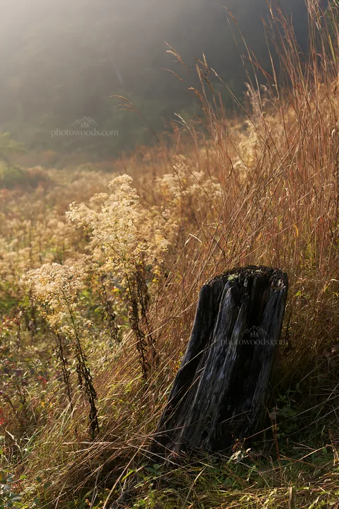 Fukushima native meadow with weathered stump - AI-generated stock image