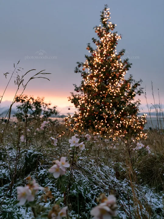 Apple tree meadow with Christmas lights at dusk - AI-generated stock image