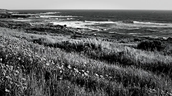 Meadow above the Atlantic coast in Portugal - AI-generated stock image