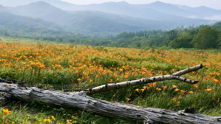 Weathered log in a meadow with orange flowers and mountains - AI-generated stock image