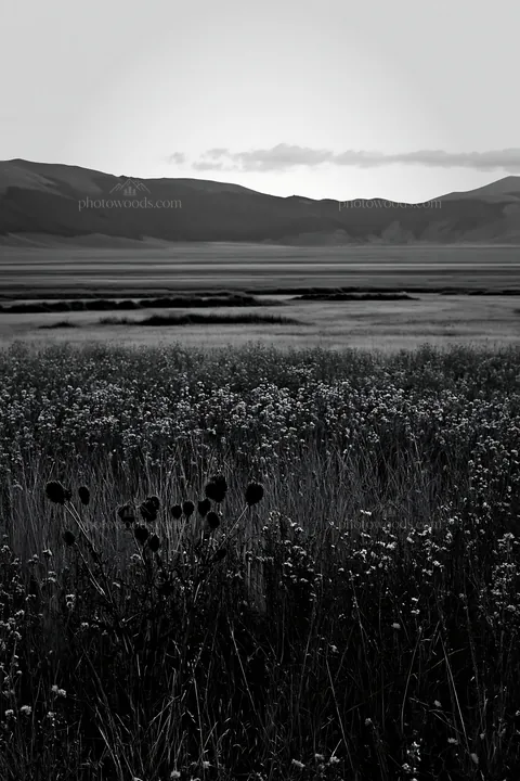Sainfoin chicory meadow with mountains in background - AI-generated stock image