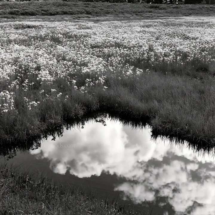 Akita snowmelt meadow with silver grasses under cloudy sky - AI-generated stock image