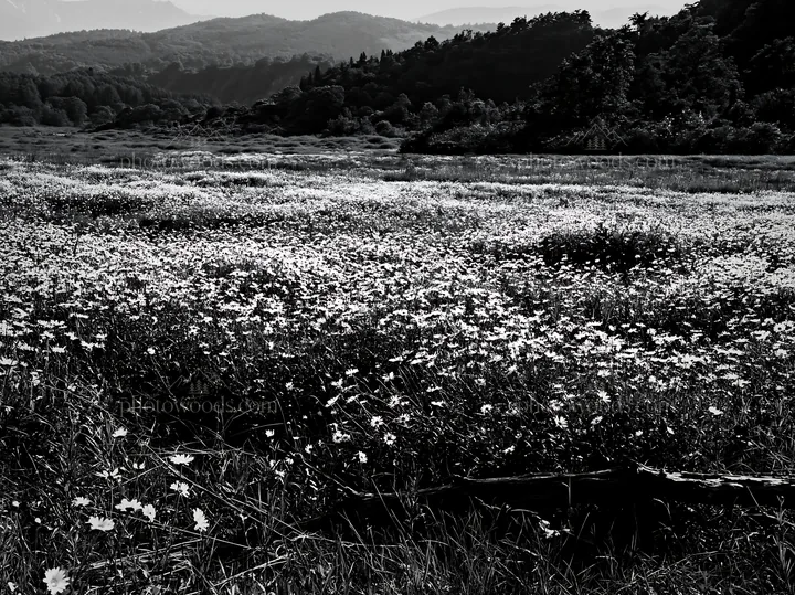 Black and white yamagata rewilded meadow fallen branch foreground with flowers - AI-generated stock image