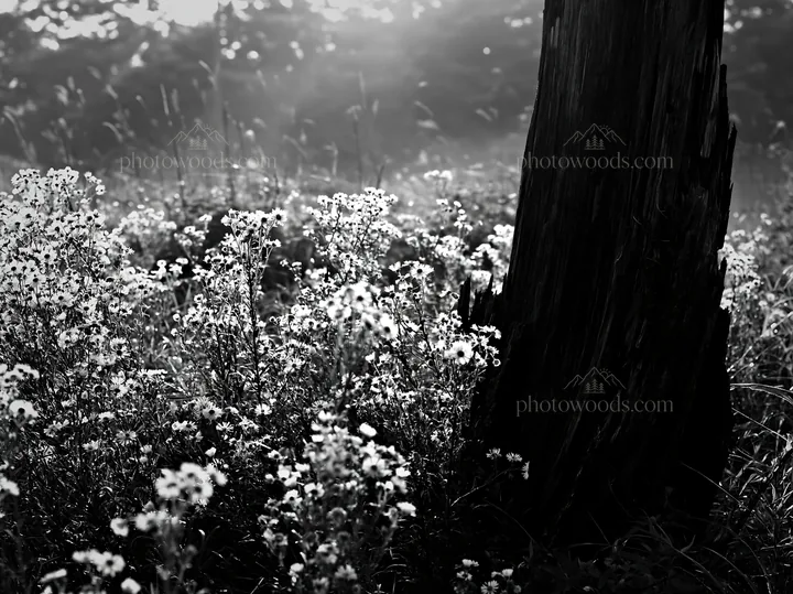 Black and white fukushima native meadow with weathered stump - AI-generated stock image