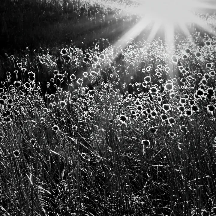 Sunbeams shining on wildflowers in Alpe di Siusi meadow - AI-generated stock image