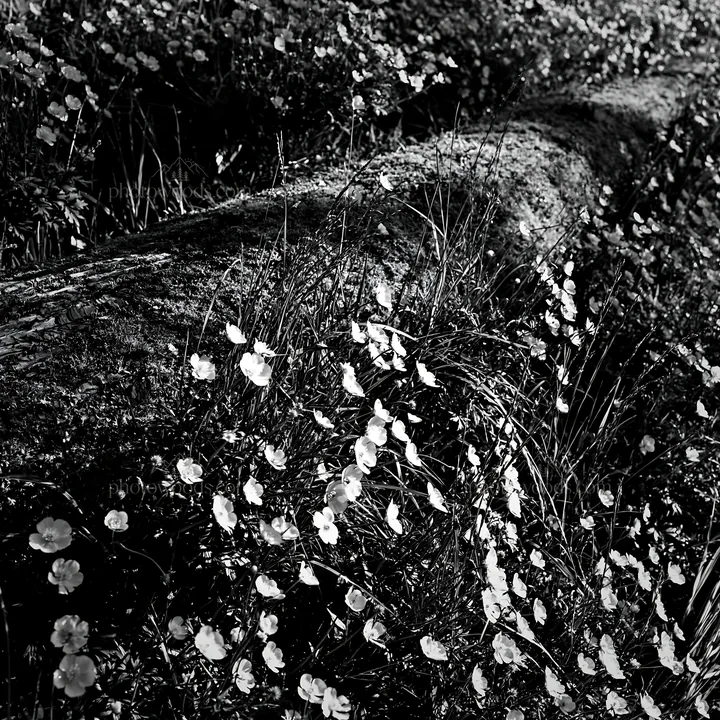 Mossy log in Gifu meadow with flowers and green grass - AI-generated stock image