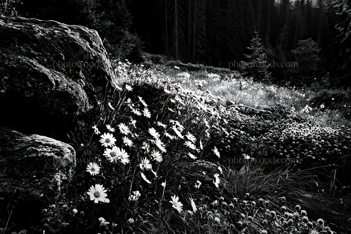 Mossy boulder in a meadow with flowers and dark forest backdrop - AI-generated stock image
