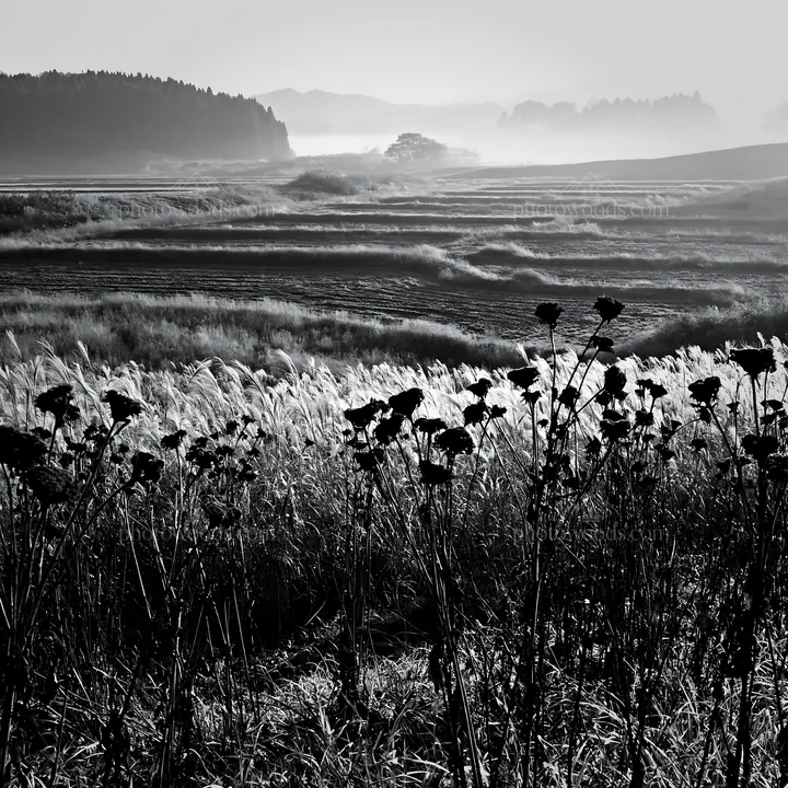 Black and white aichi restored meadow autumn seedheads foreground - AI-generated stock image