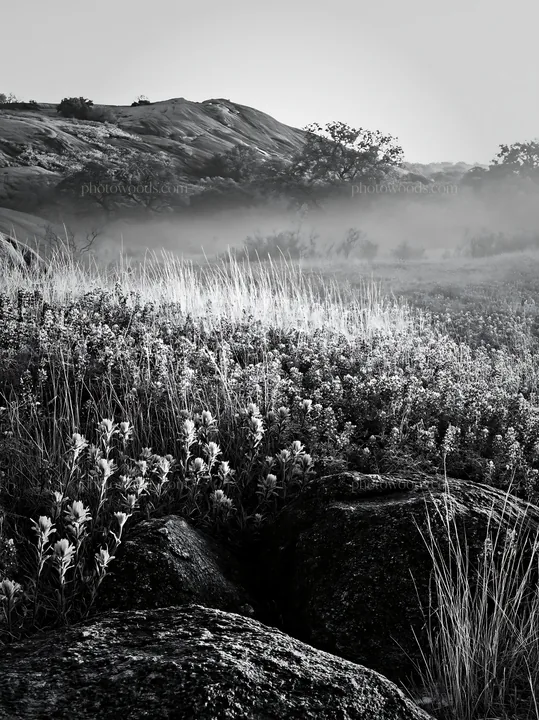 Black and white bluebonnet meadow sunrise with colorful blooms and rocks - AI-generated stock image