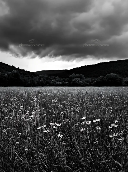Black and white tall grass meadow with cloudy sky and distant hills - AI-generated stock image