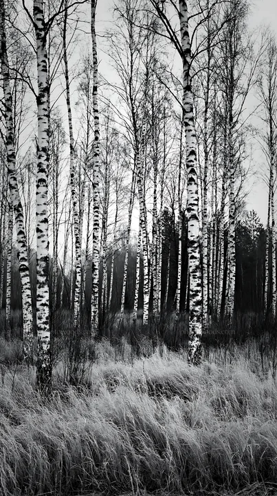 Birch trees in a forest meadow during autumn - AI-generated stock image