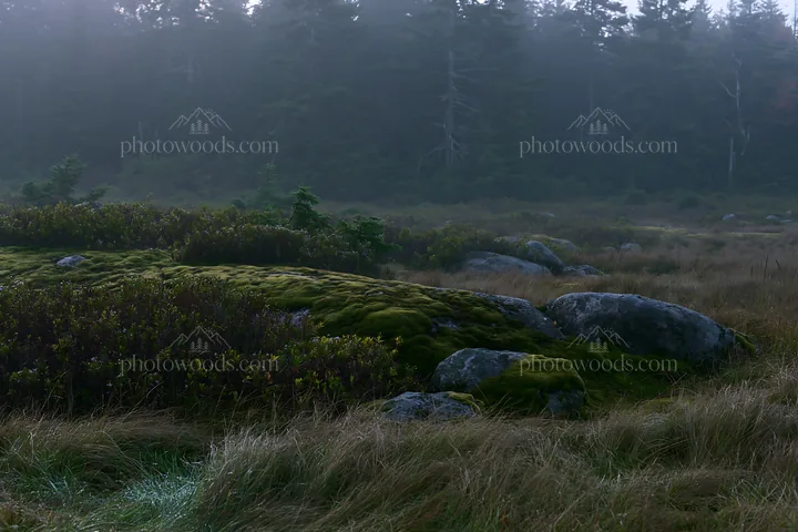 Mossy boulder meadow in foggy landscape - AI-generated stock image