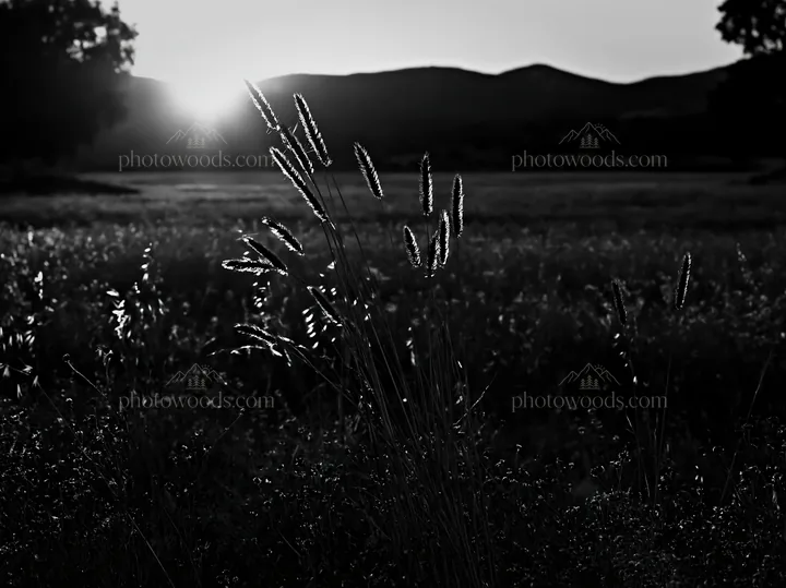 Meadow seedheads backlit at dusk in black and white - AI-generated stock image