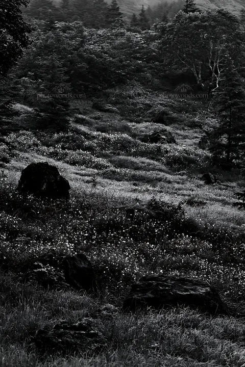 Regenerative meadow with basalt stones in Yamanashi - AI-generated stock image