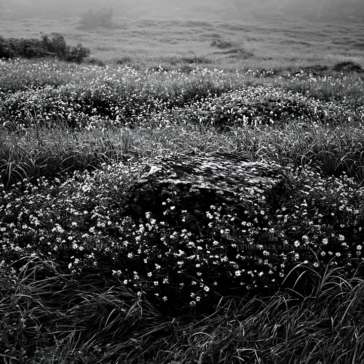 Black and white aomori climate resilient meadow with boulder - AI-generated stock image