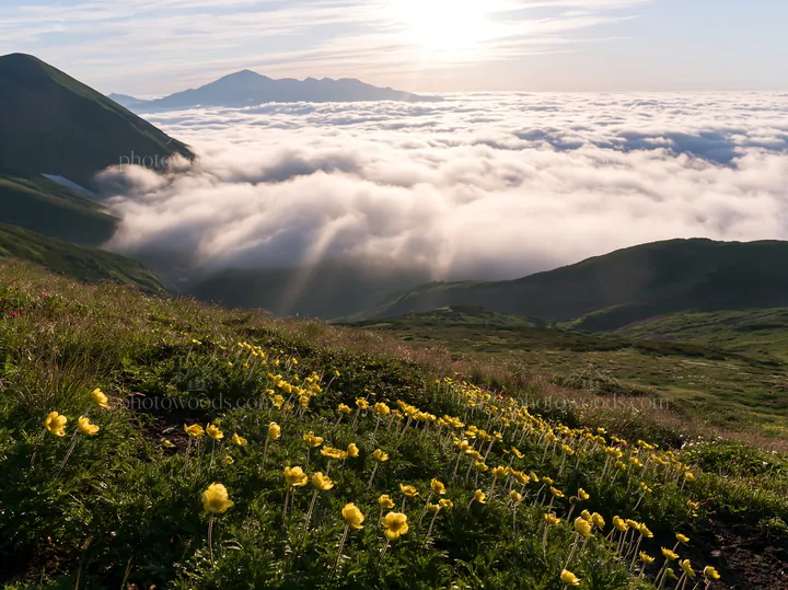 Daisetsuzan alpine meadow light rays shine over flowering landscape - AI-generated stock image