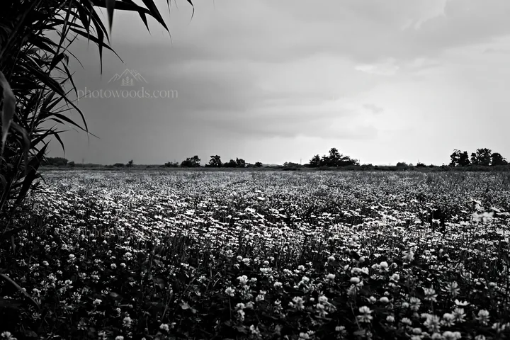 Saga floodplain meadow with reed foreground under cloudy sky - AI-generated stock image