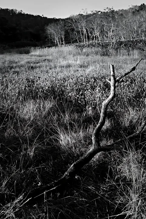 Black and white yamagata rewilded meadow with fallen branch in the foreground - AI-generated stock image