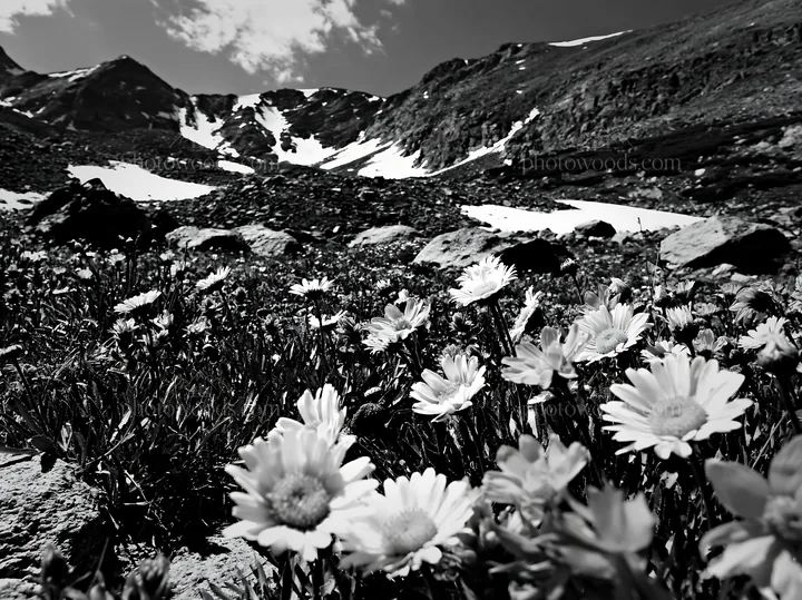 Colorful daisy meadow with mountains and snow in background - AI-generated stock image
