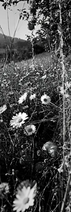 Meadow with apple trees and wildflowers during drought - AI-generated stock image