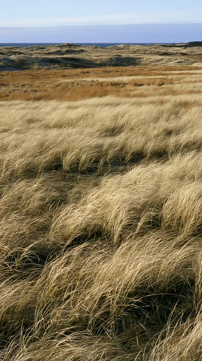 Tottori windy meadow with dune grasses under clear sky - AI-generated stock image