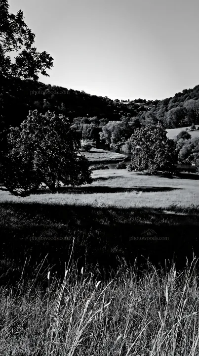 Black and white valley apple meadow with trees and green grass in daylight - AI-generated stock image
