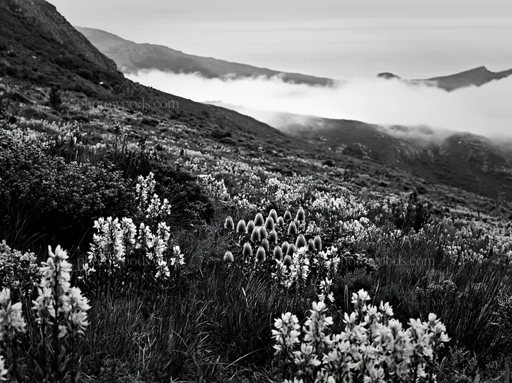 Colorful orchid meadow in a mountainous landscape - AI-generated stock image