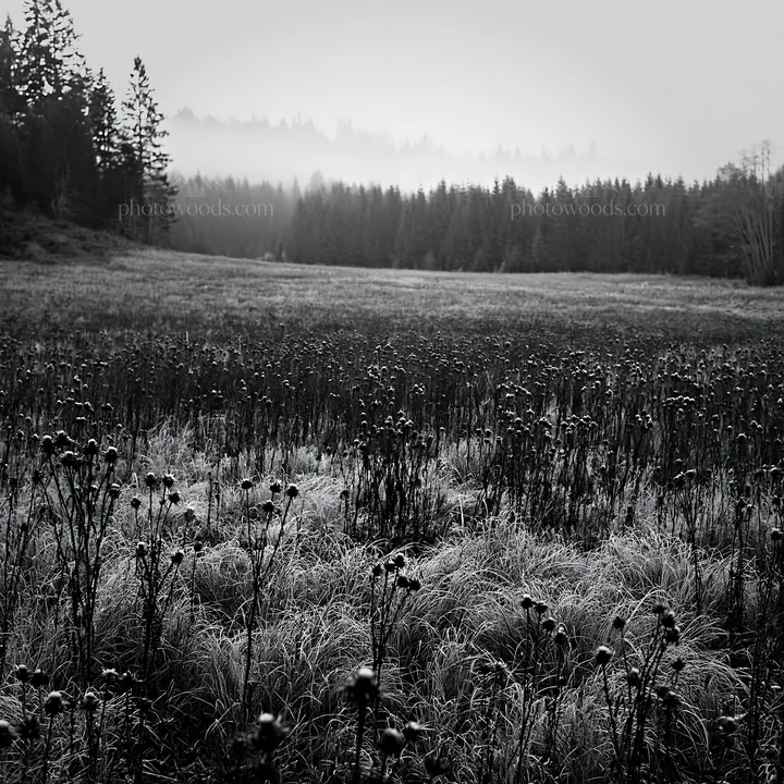 Misty autumn meadow with grasses and trees in the background - AI-generated stock image