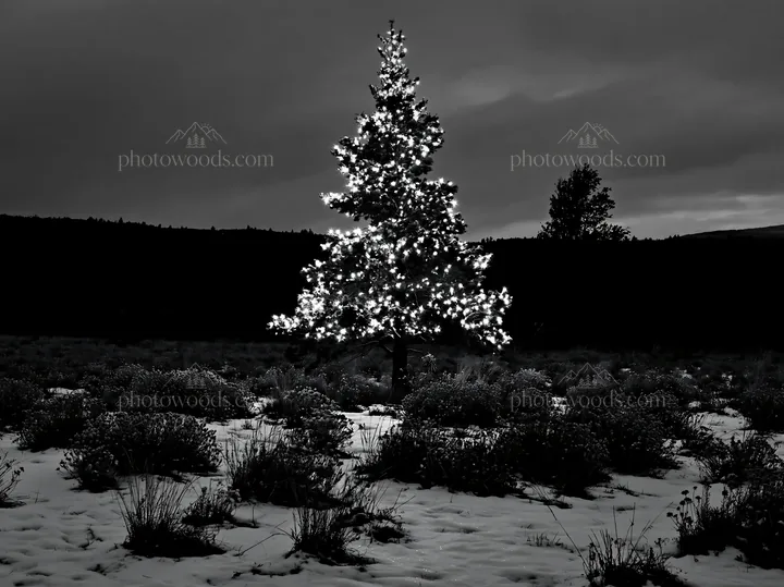 Christmas tree with lights in snowy meadow at night - AI-generated stock image