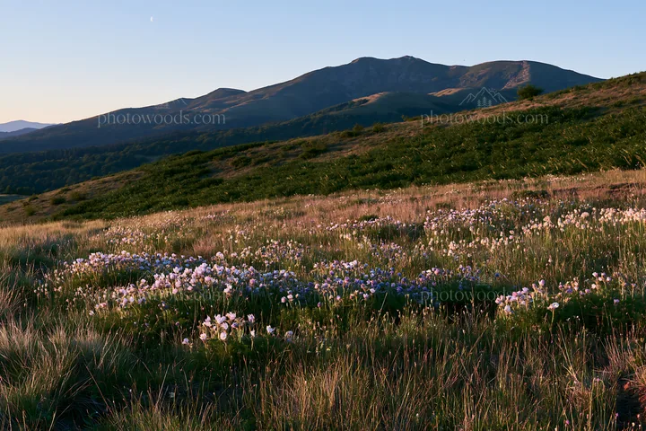 Moonrise over meadow with wildflowers and mountain backdrop - AI-generated stock image