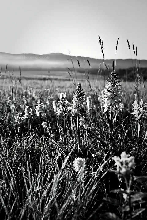 Black and white colorful orchid meadow fills the landscape with flowers - AI-generated stock image