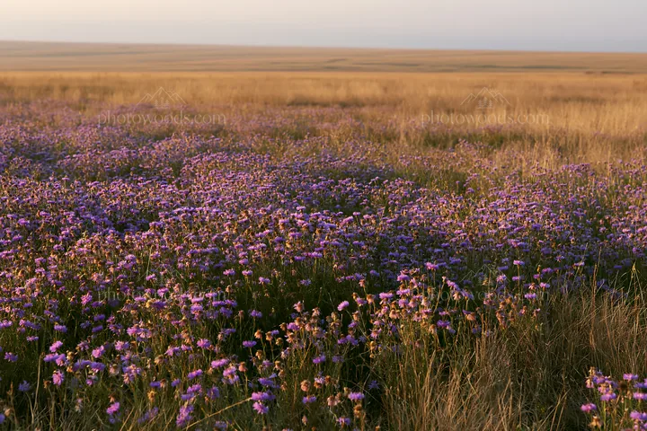 Violet knapweed meadow under afternoon light - AI-generated stock image