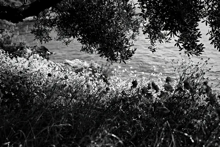 Seaside orchard meadow with flowers and trees near water - AI-generated stock image