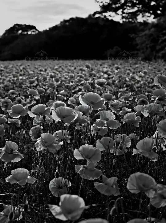 Flowers blooming at the edge of the forest meadow - AI-generated stock image