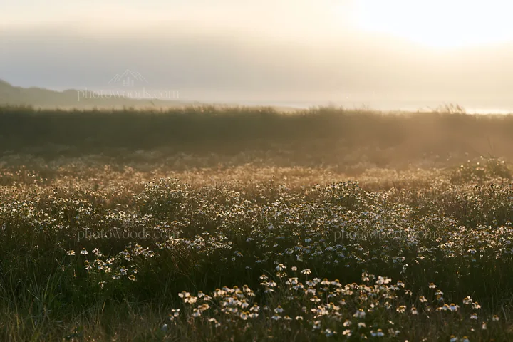 Chamomile meadow under soft light at sunrise - AI-generated stock image