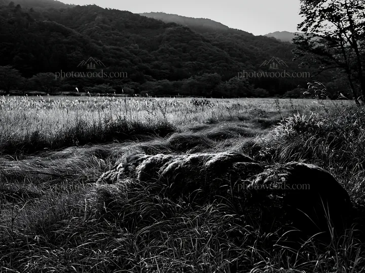 Black and white gifu low carbon meadow mossy log in a green field - AI-generated stock image
