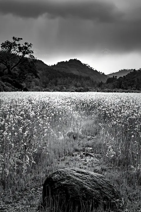Hiroshima rainy meadow with smooth rock in the foreground - AI-generated stock image