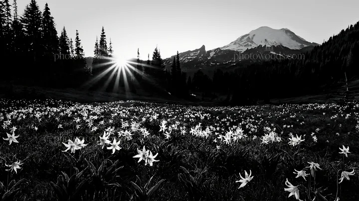 Mount Rainier wildflower meadow at sunrise in black and white - AI-generated stock image