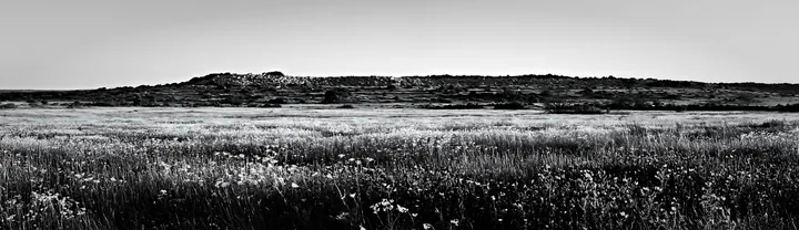 Black and white regenerative meadow with wildflowers under a clear sky - AI-generated stock image