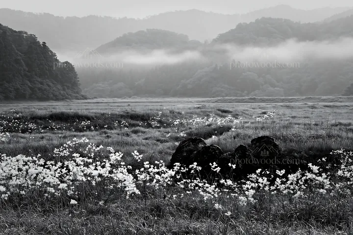 Black and white misty meadow with moss covered stone in Shimane - AI-generated stock image