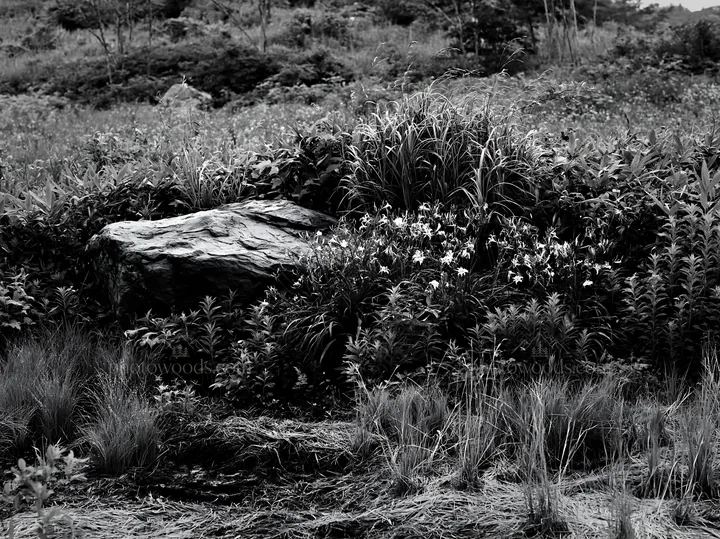 Black and white aomori climate resilient meadow with boulder - AI-generated stock image