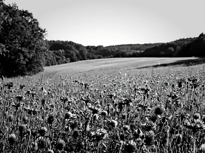Clover cornflower meadow in black and white - AI-generated stock image