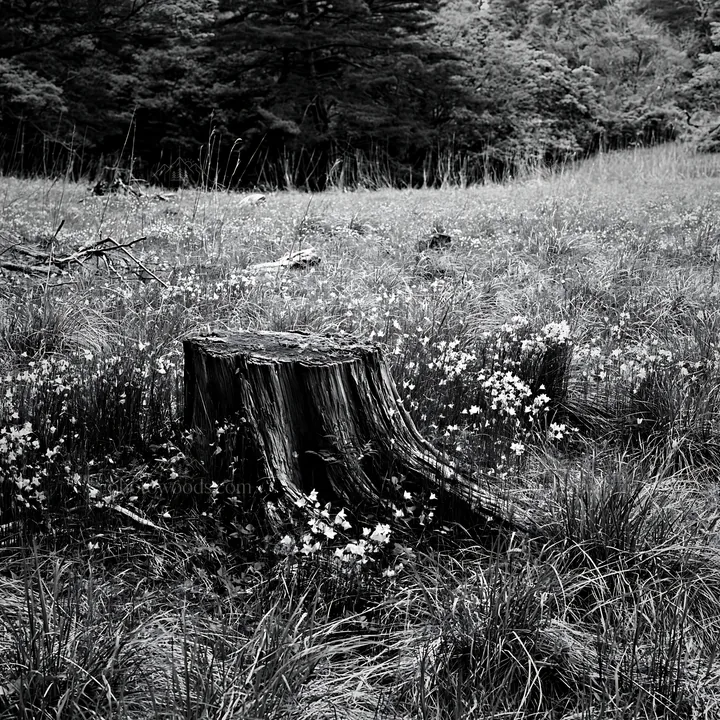 Black and white fukushima native meadow with weathered stump - AI-generated stock image