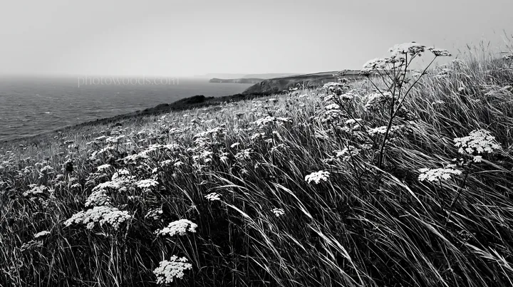 Black and white cow parsley meadow near the sea with green hills in the background - AI-generated stock image