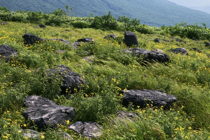 Yamanashi regenerative meadow with basalt stones and green grass - AI-generated stock image